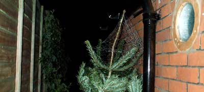One netted tree, resting against Broom Acres, pictured at 10.45pm on Thursday 12-Dec-2002